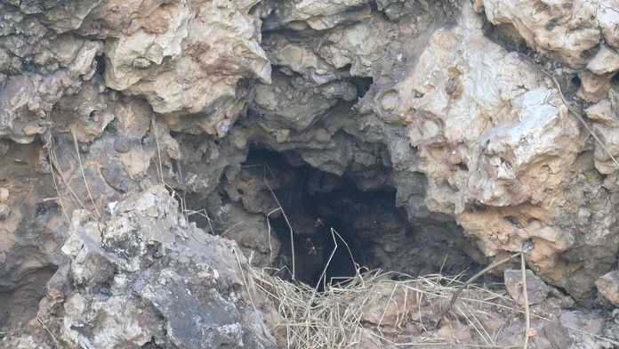 Za 15 rokov ovládol celú krajinu. Obrovský invázny hmyz sa rozšíril natoľko, že si s ním už nevedia rady