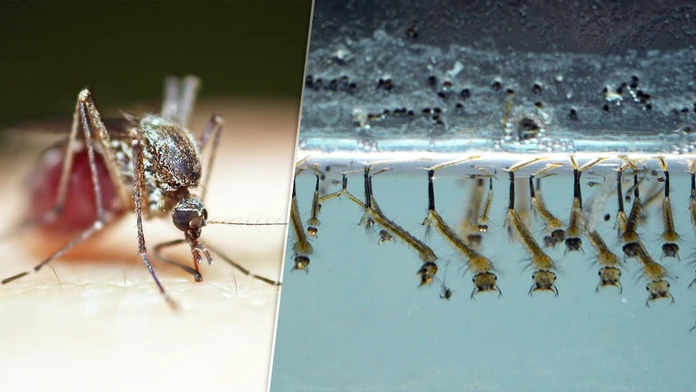Nechýba vám otravné bzučanie? Horúce leto na Slovensku má nečakaný efekt