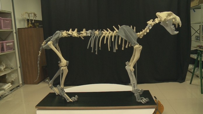 Kostra jaskynného leva