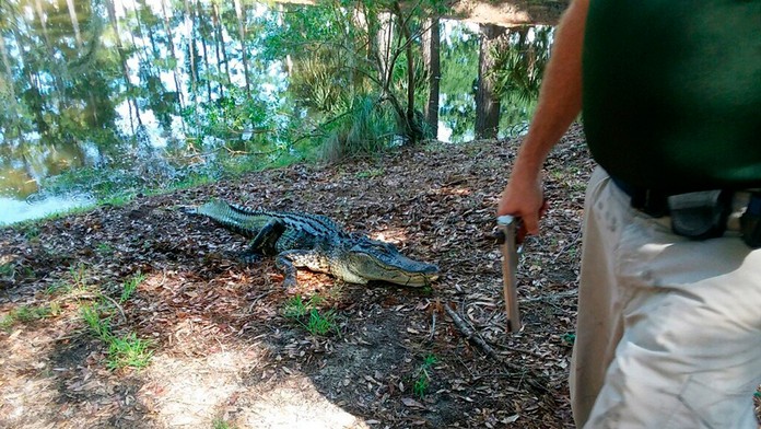 Aligátor zabil v USA ženu na prechádzke so psom
