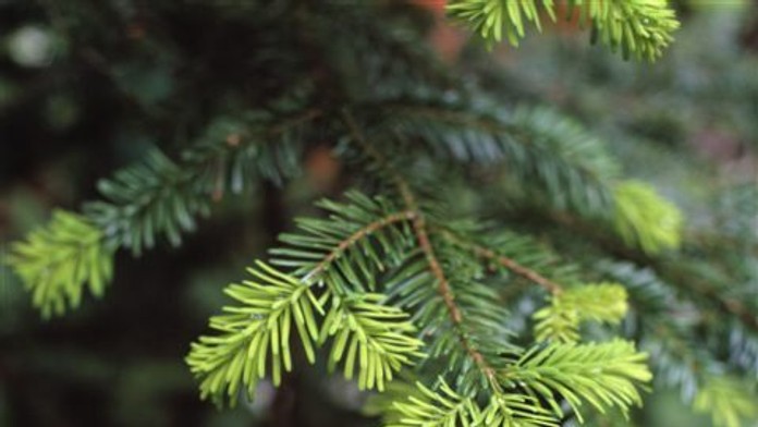 Vianočný stromček