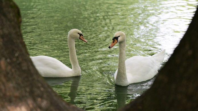 Vyšetrenie apatickej labute potvrdilo očakávané. Vtáčia chrípka sa objavila v ďalšej lokalite