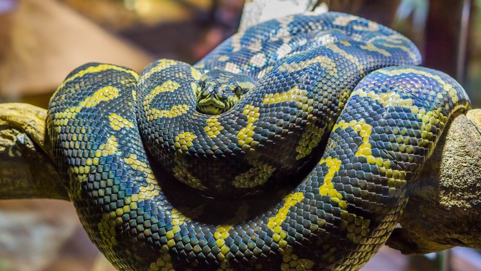 Anakonda žltá. Ilustračná snímka. 