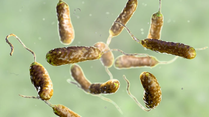 Baktéria Vibrio vulnificus - ilustračná snímka