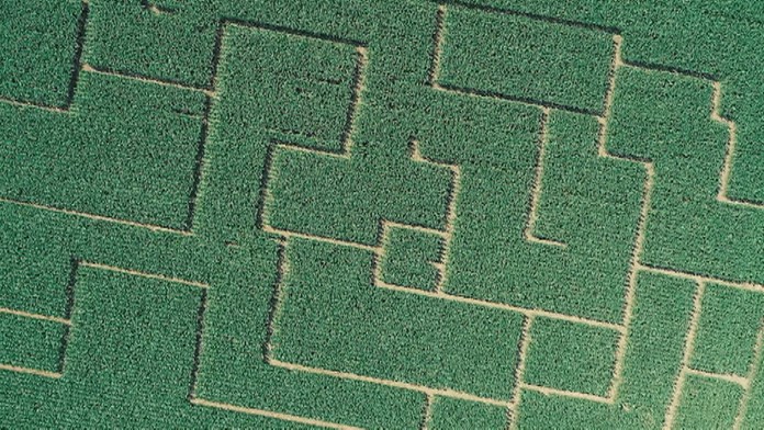 Kukuričné bludisko