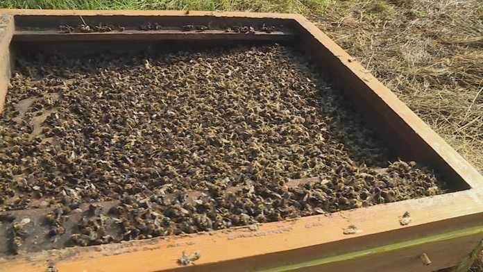 Nebezpečná nákaza. V okolí Spišskej Novej Vsi evidujú za tento rok dokopy šesť ohnísk moru včelieho plodu