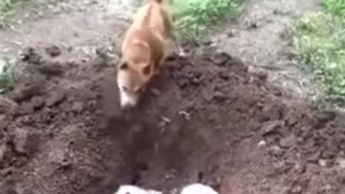 Pes pochováva kamaráta.