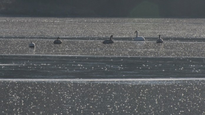 Primrznuté labude pod Tatrami