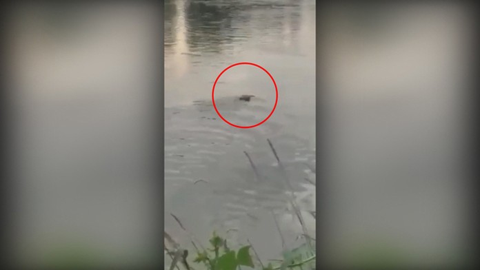 Záhadný tvor vo Váhu 