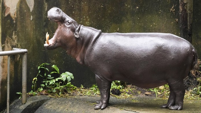 Hroch (ilustračná snímka)