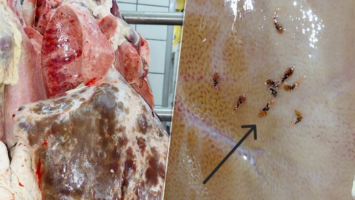 Abscesy a parazity na pečeni aj pľúcach. Hygienici zachytili na bitúnku jatočných oviec problematické mäso