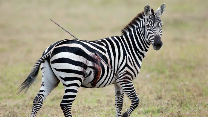 zebra1.jpg
