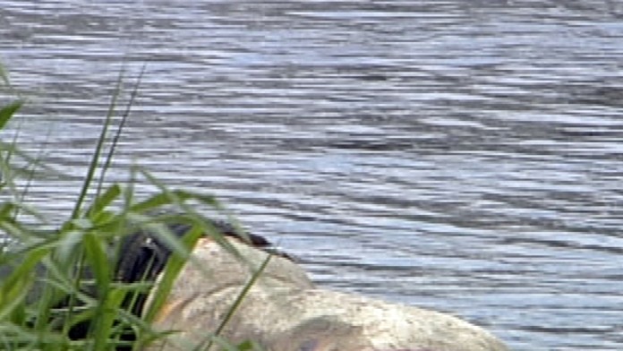 V Bratislave Dunaj vyplavil bezvládne telo muža - 3