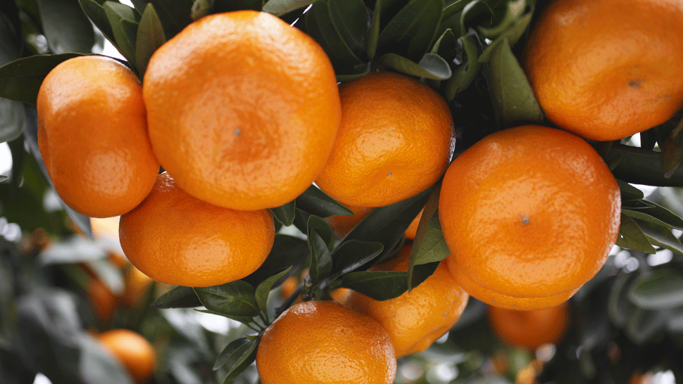 Milovník ovocia zaplatil za debničku mandarínok horibilnú sumu