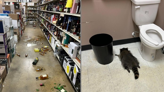 FOTO: V obchode narobil poriadnu spúšť. Opitý medvedík však ďaleko neušiel, našli ho spiaceho na toaletách