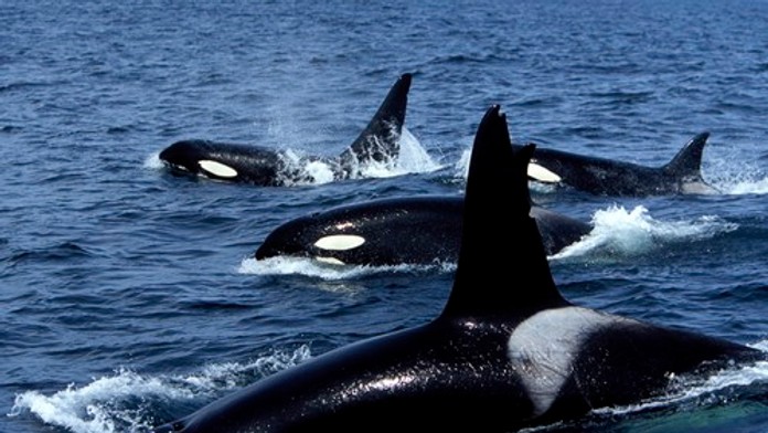 V Európskom letovisku útočili kosatky. Potopili plachetnicu s rodinou