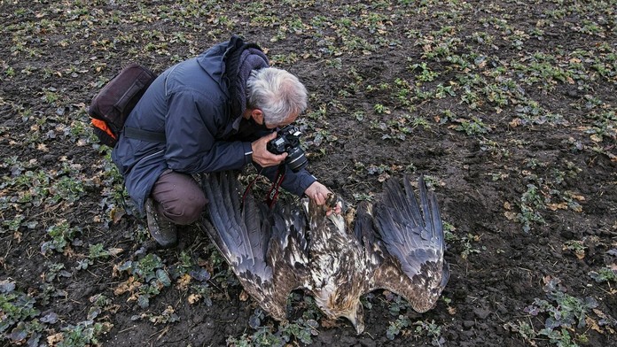 Uhynutý dravec pri Holíči.