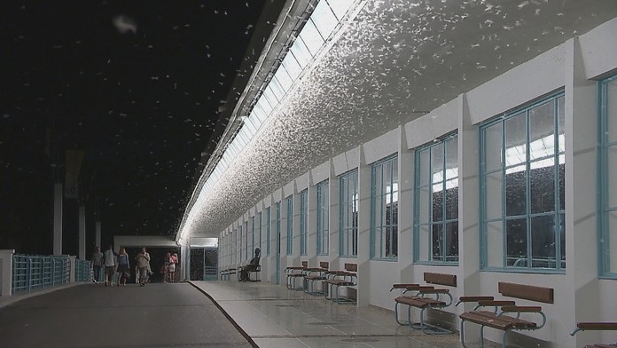 Známy piešťanský most zaplavili podenky. Lietajúci hmyz vytvára romantickú atmosféru