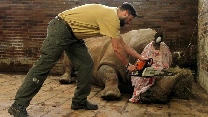 V pondelok zoologická záhrada skrátila roh prvému zo svojich nosorožcov. 