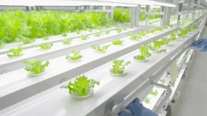 19 Hitec zelenina.transferweb_jpg_bez_watermarku_1.jpg