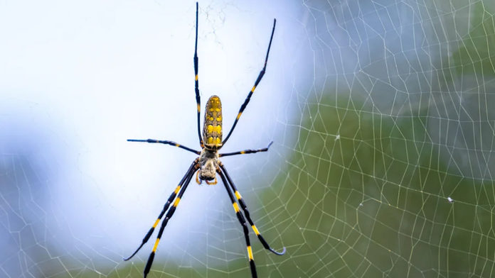 Spojenými štátmi sa šíri invazívny druh pavúka. Vedcov šokovali jeho vlastnosti