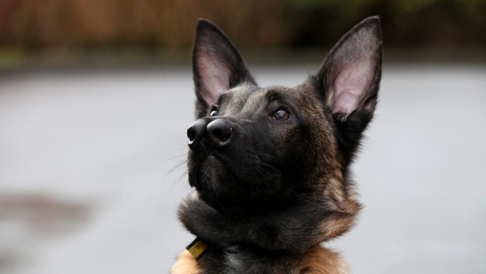 Belgický ovčiak s dvoma ňufákmi