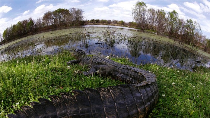 Aligátor - ilustračná snímka.