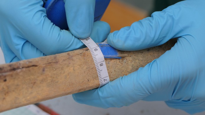 Na snímke meranie kostí nájdených v krypte pod Katedrálou Najsvätejšej Trojice v Žiline.