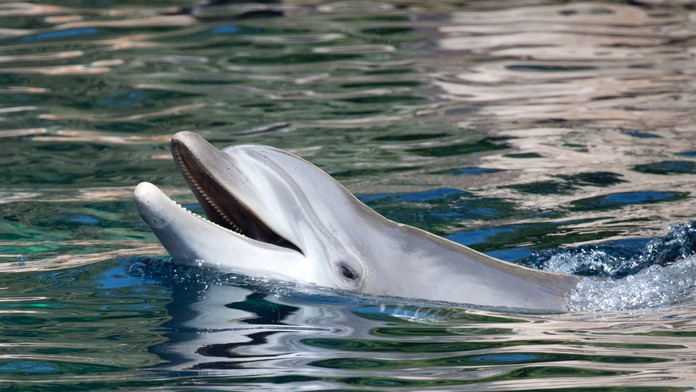 Delfín skákavý.