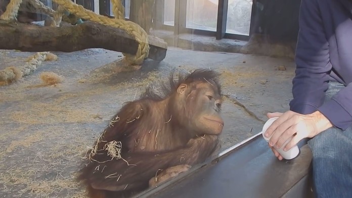 Orangutan zareagoval na jednoduchý trik naozaj skvostne