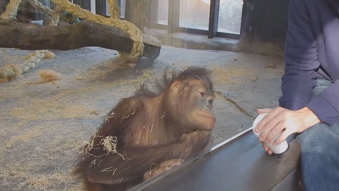 Orangutan zareagoval na jednoduchý trik naozaj skvostne