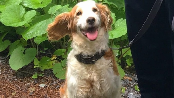 Slovenskí hokejisti získali na Majstrovstvách sveta v hokeji v Göteborgu zlaté medaily.