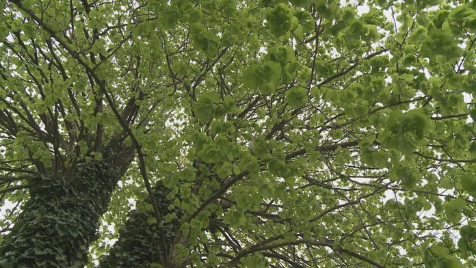 V Zborove rastie unikátna lipa. Ako jediná z alej prežila boje prvej svetovej vojny