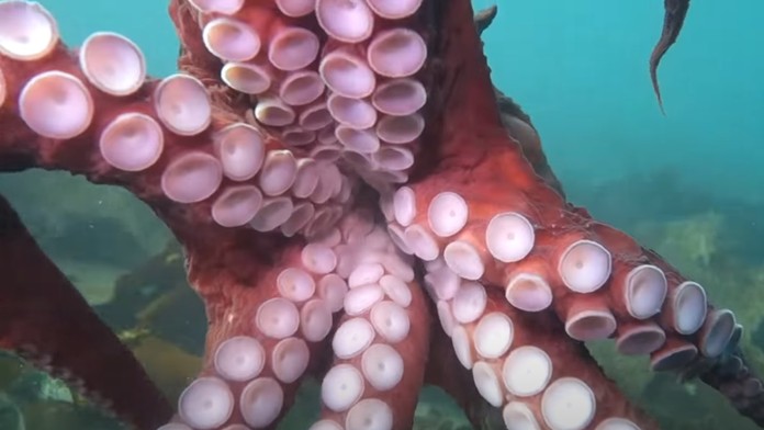 VIDEO: Potápačka zažila až príliš blízke stretnutie. Ocitla sa v objatí najväčšej chobotnice sveta