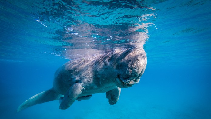 Morský živočích, ktorý inšpiroval vznik mýtov o morských pannách, v Číne prakticky vyhynul