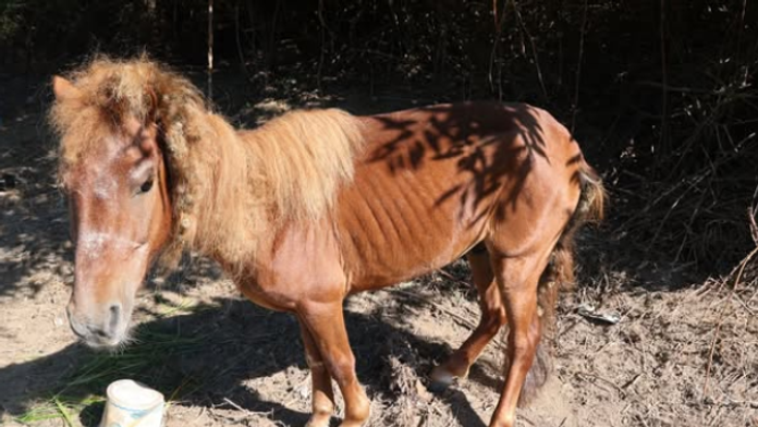 Na snímke poník, ktorého takmer na smrť vyhladoval muž z obce Málinec.