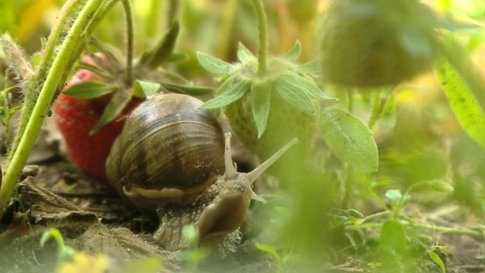 19 Slimaky zeru vsetko INTRO.transferweb_jpg_bez_watermarku_1.jpg