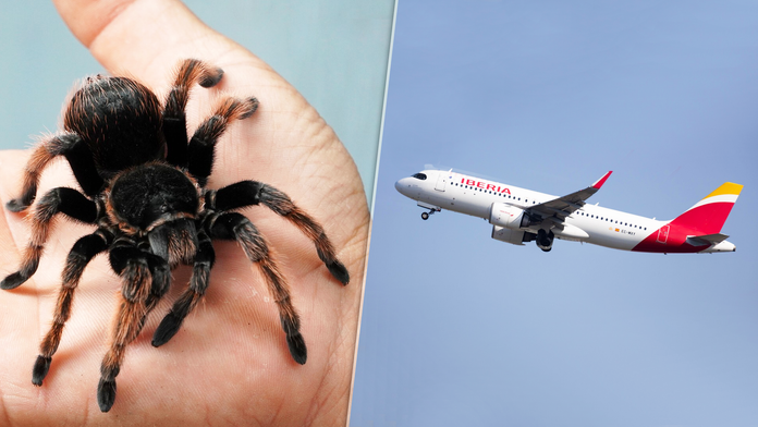 Pilota uhryzla v kokpite tarantula