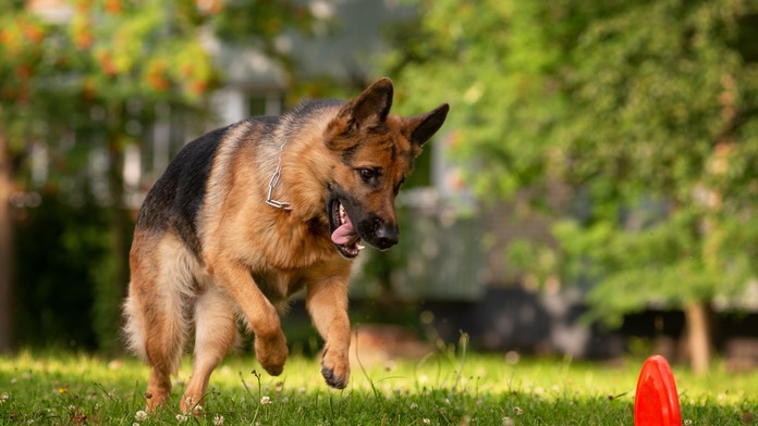 Psy sú dosť bystré na to, aby mali svoju osobnosť. Vedci pomenovali päť druhov pováh