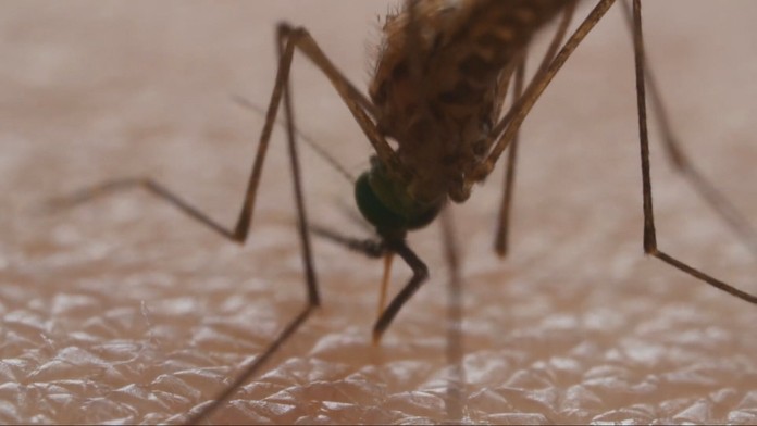 Záhorie a Bratislava zažívajú výnimočné leto bez komárov