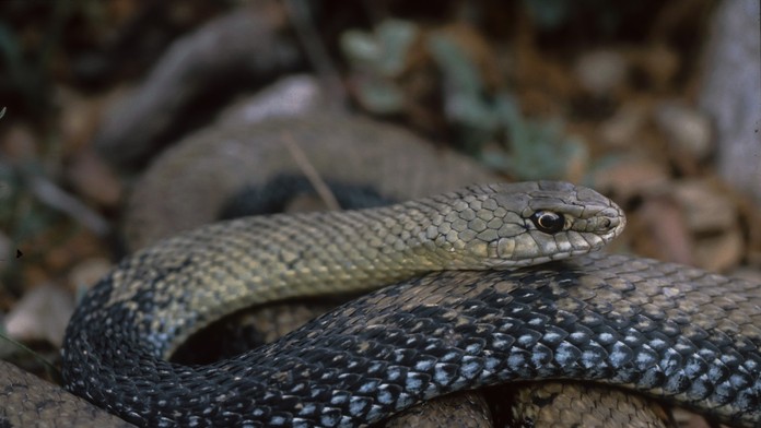 Otázka o hadoch padne každé Vianoce