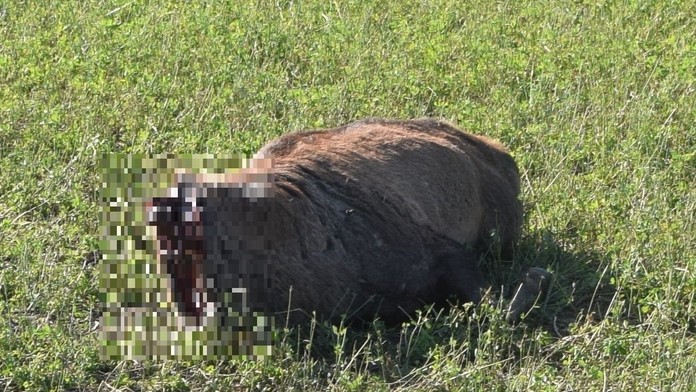 Nájdené telo jeleňa.