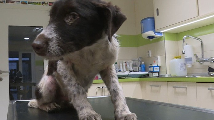 Tenista Steve Johnson v 2. kole Wimbledonu.