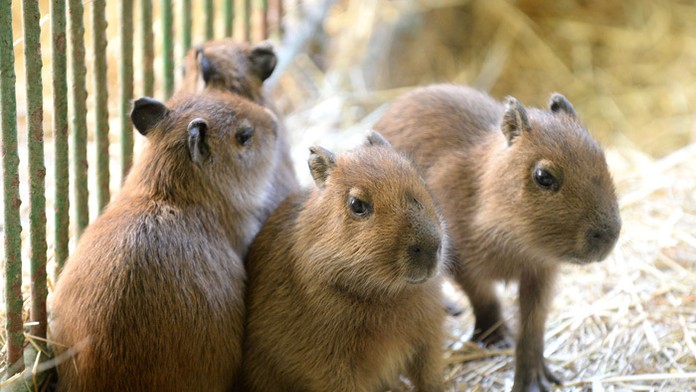 Mláďatá najväčšieho hlodavca na svete - kapybary močiarnej, najnovší prírastok košickej zoo.
