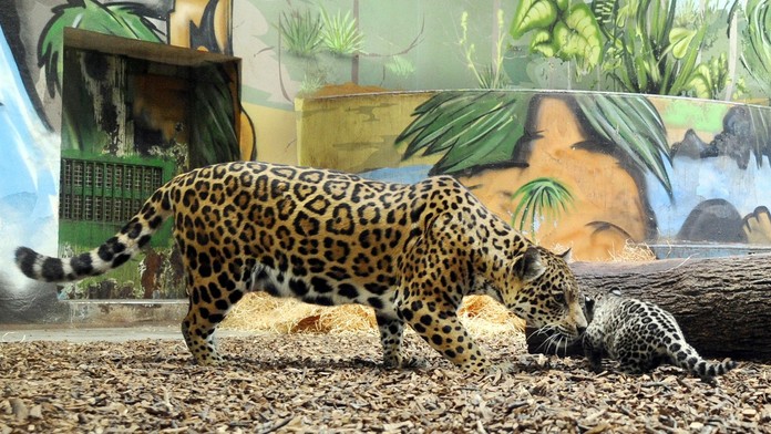 V bratislavskej ZOO prišli na svet v decembri 2010 aj dve mláďatká jaguára amerického.