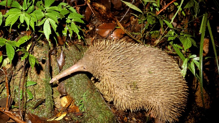 VIDEO: Mimoriadny objav vedcov. Našli bizarného cicavca, ktorého považovali za vyhynutého