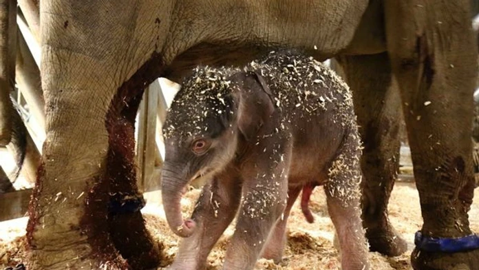 Slonie mláďa, ktoré sa narodilo v pražskej zoo.