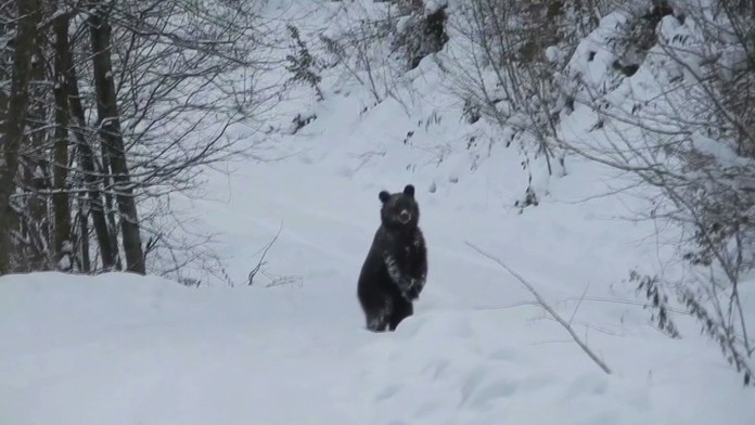 Liptovská Teplička je síce pod snehom, ale posledný medveď sa tam ešte neuložil na zimný spánok. 