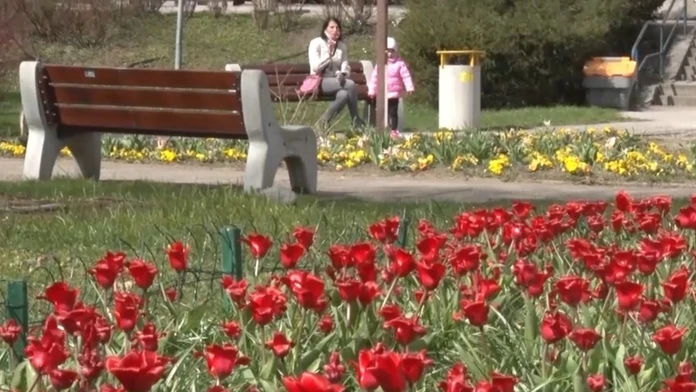 V Dolnom Kubíne vysadili desiatky tisíc kvetov.