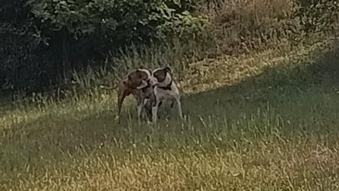 Na snímke dvojica amerických stafordšírskych teriérov, ktorí napadli a zabili v Nitre psa.